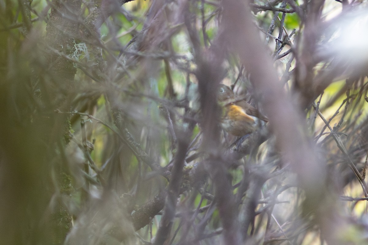 Robin à flancs roux - ML642956557