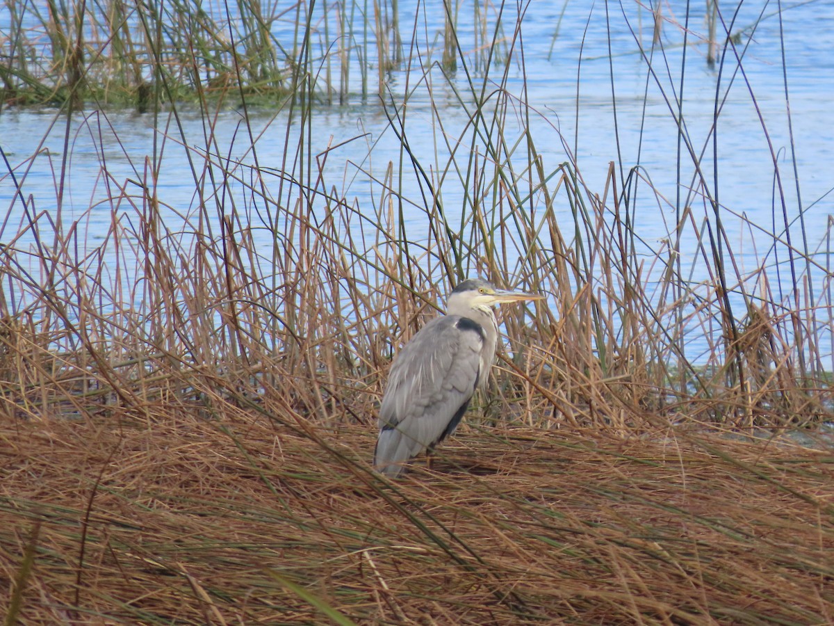 Gray Heron - ML642956559