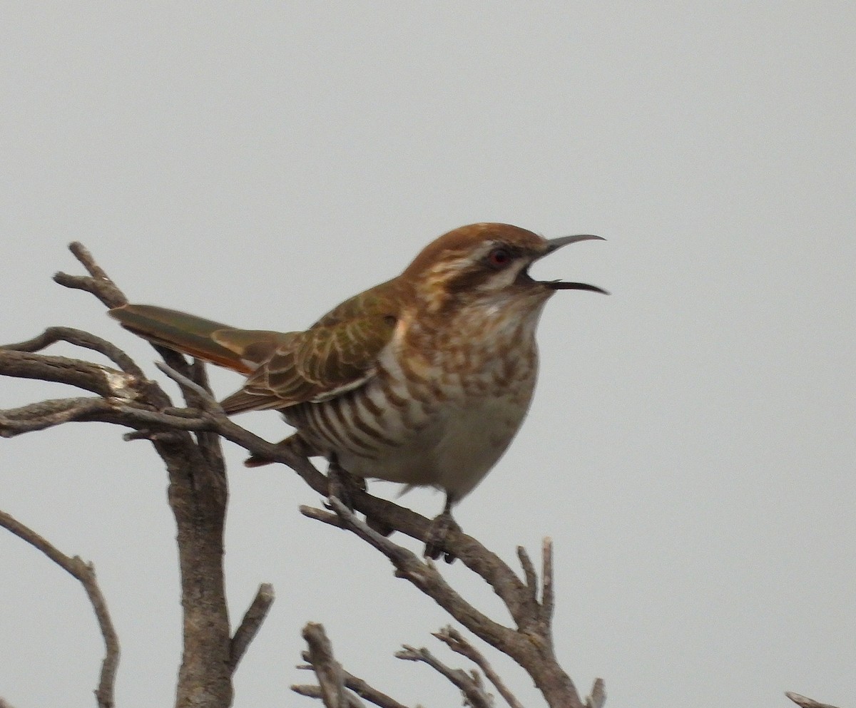 Horsfield's Bronze-Cuckoo - ML642956588