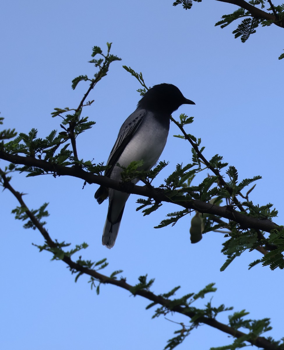 Black-headed Cuckooshrike - ML642956591