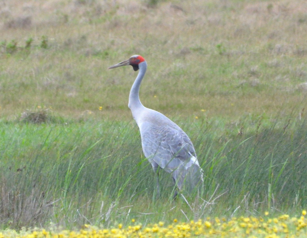 Brolga - ML642956592