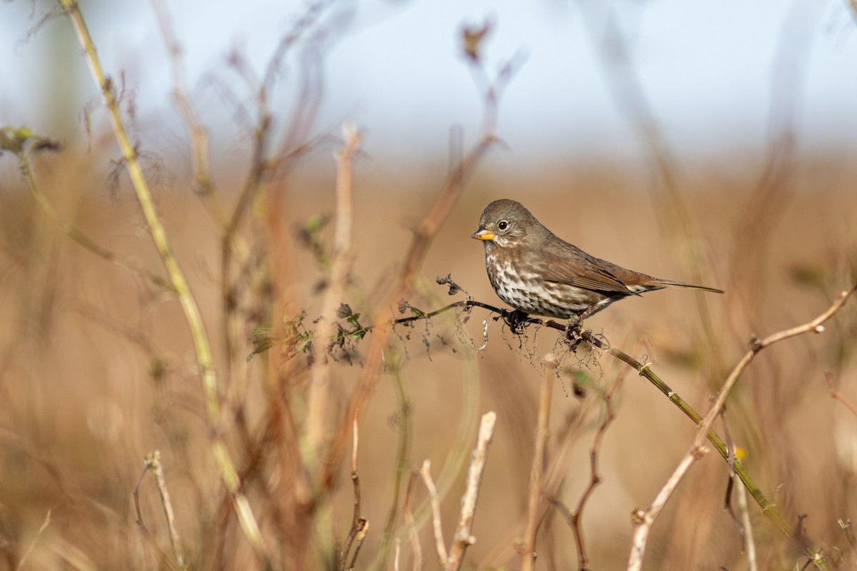 Fox Sparrow (Sooty) - ML642956596