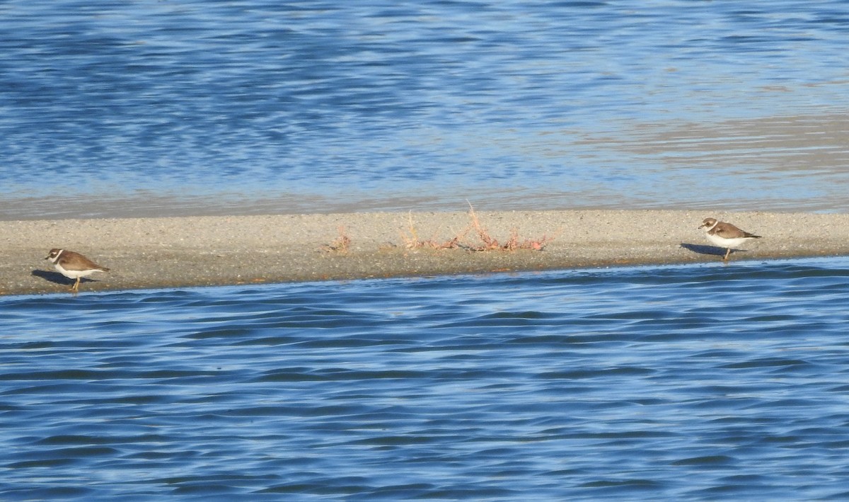 Semipalmated Plover - ML642956597