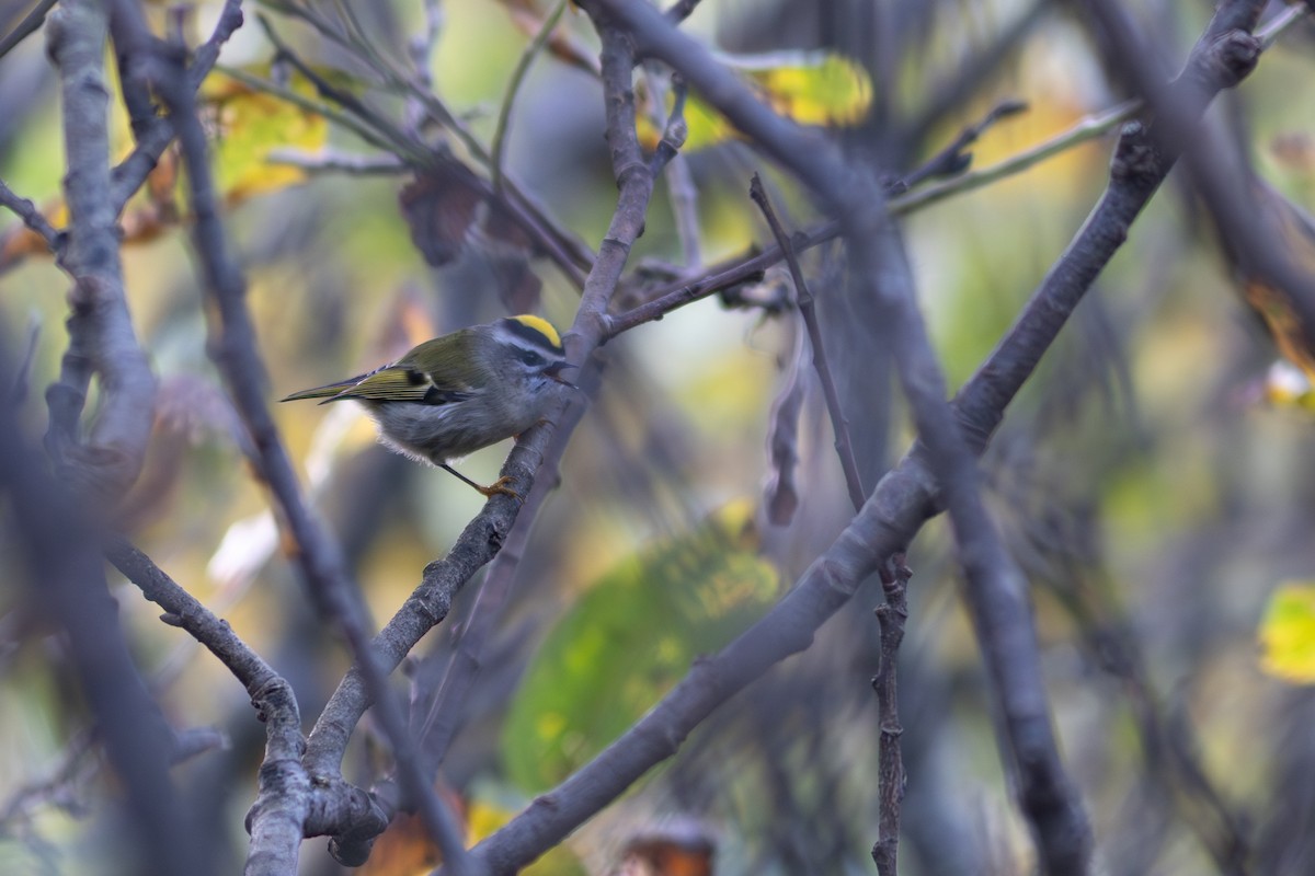 Golden-crowned Kinglet - ML642956608
