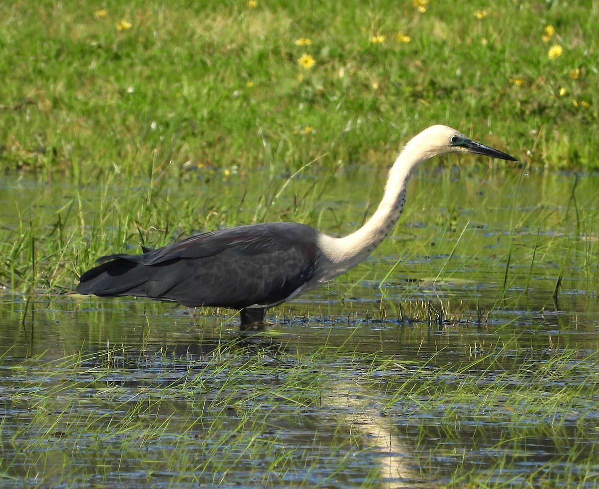 Garza Cuelliblanca - ML642956611