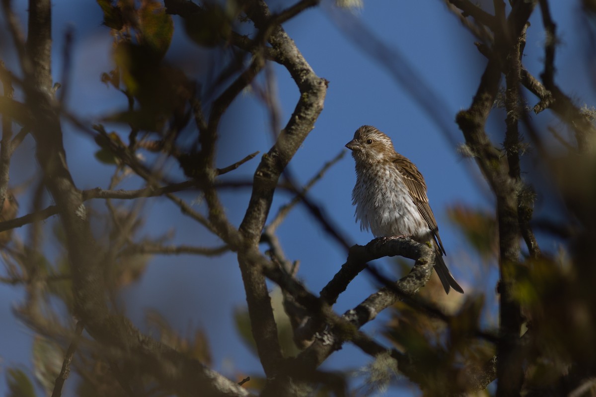 Purple Finch (Eastern) - ML642956616