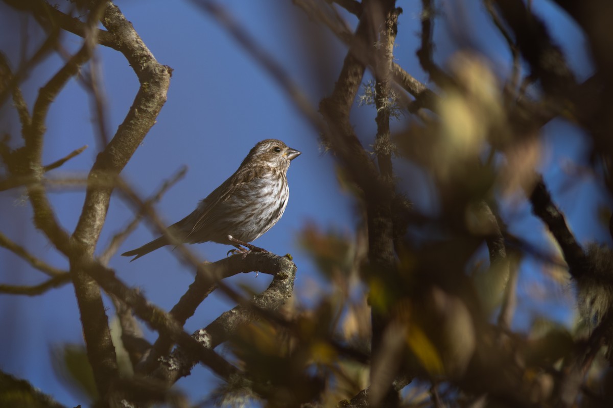 Purple Finch (Eastern) - ML642956617