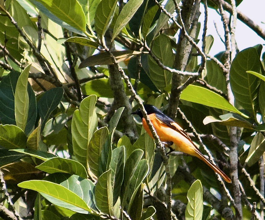 Orange Minivet - ML642956618