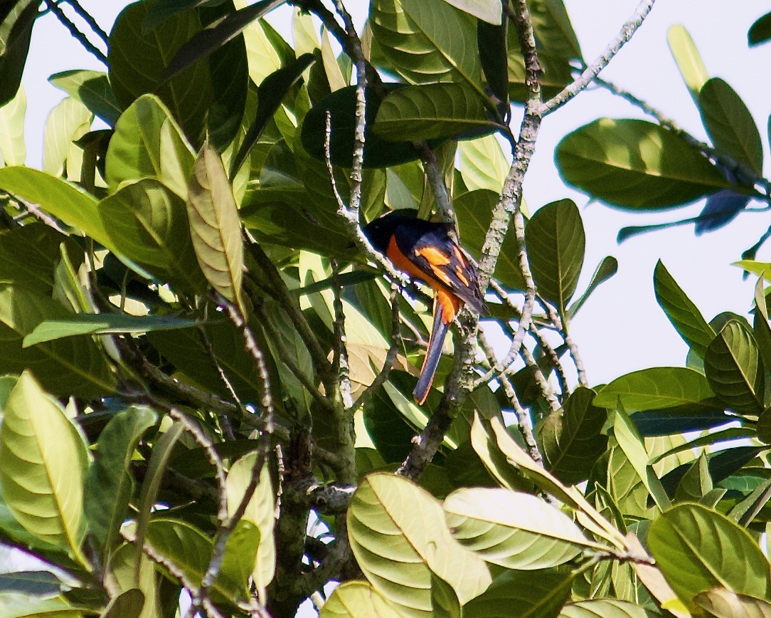 Orange Minivet - ML642956619