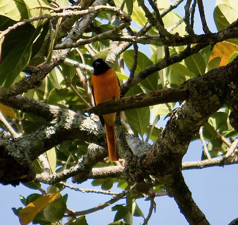 Orange Minivet - ML642956620
