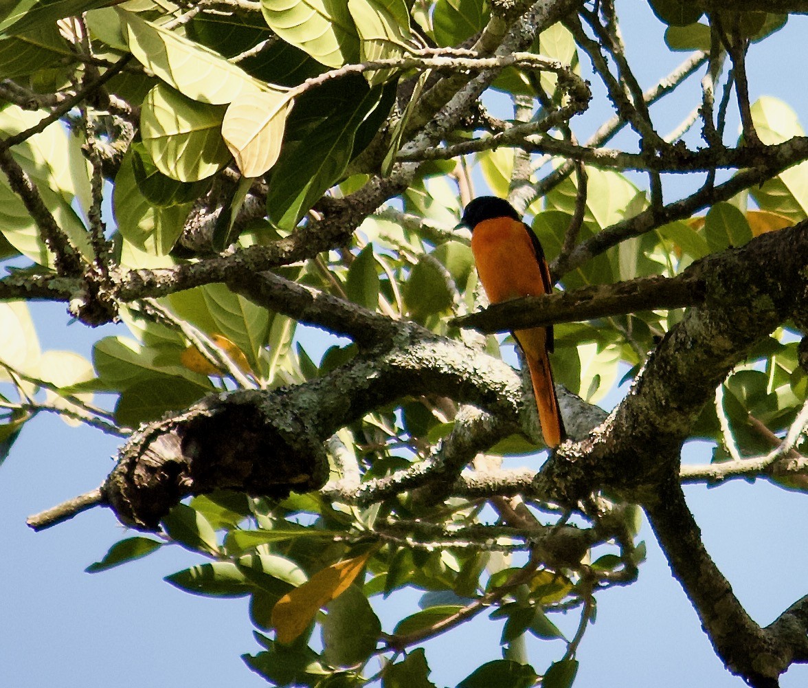 Orange Minivet - ML642956621