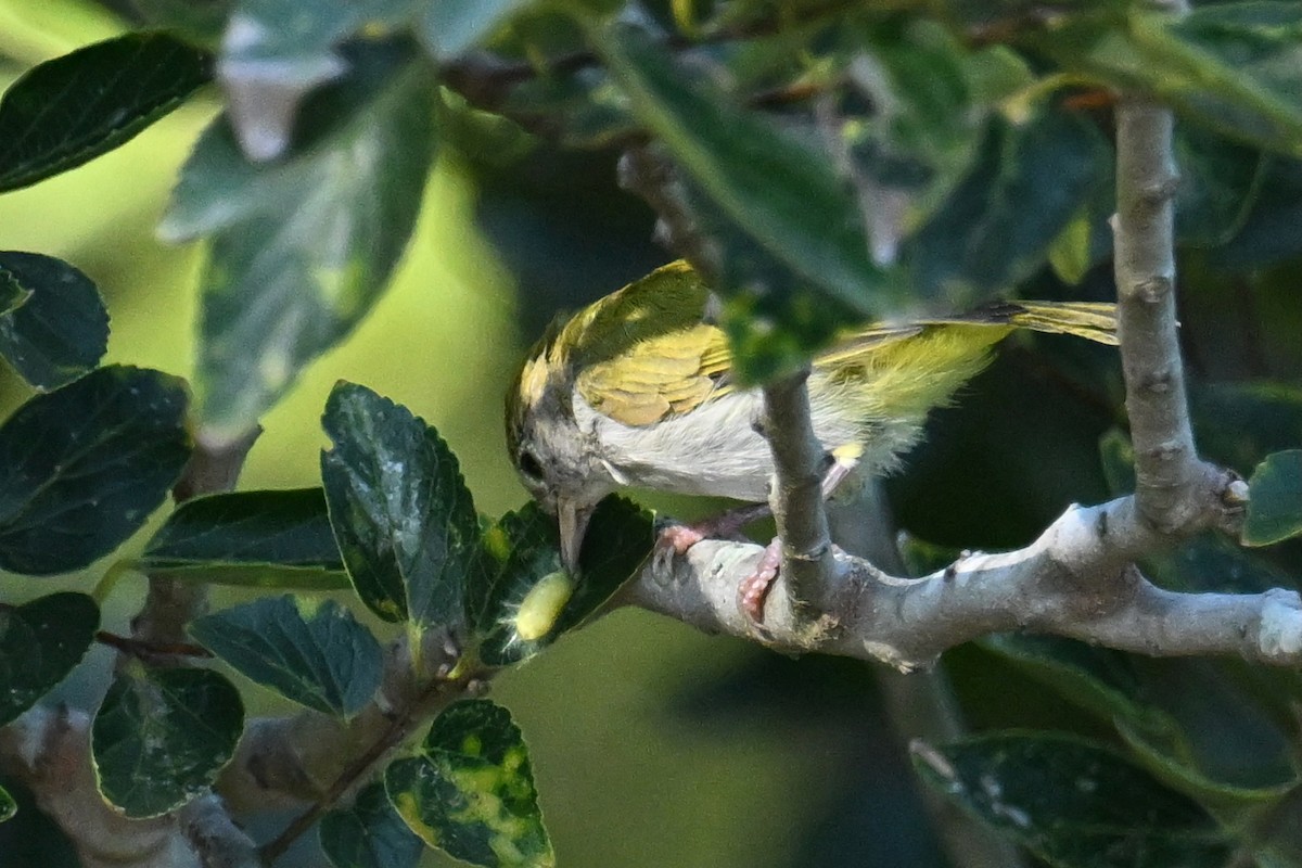 Yuhina Ventriblanca - ML642956630