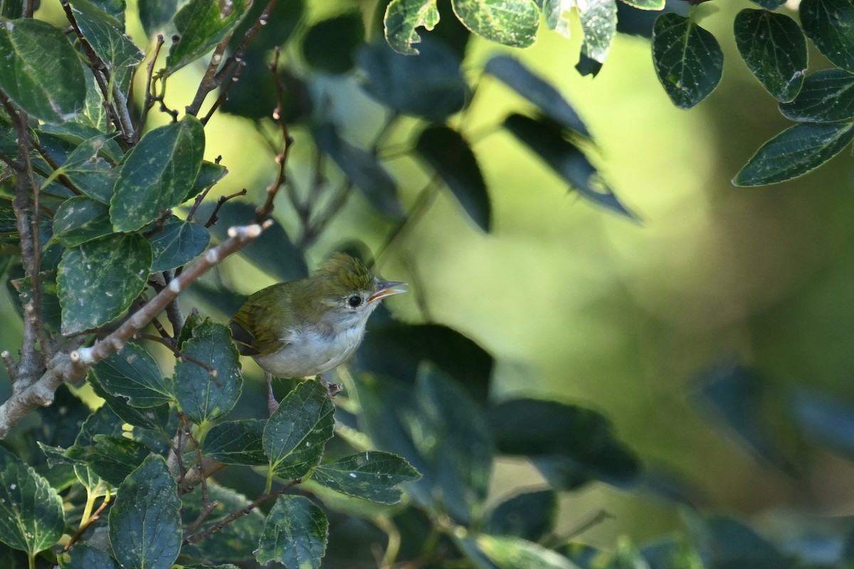Yuhina Ventriblanca - ML642956631