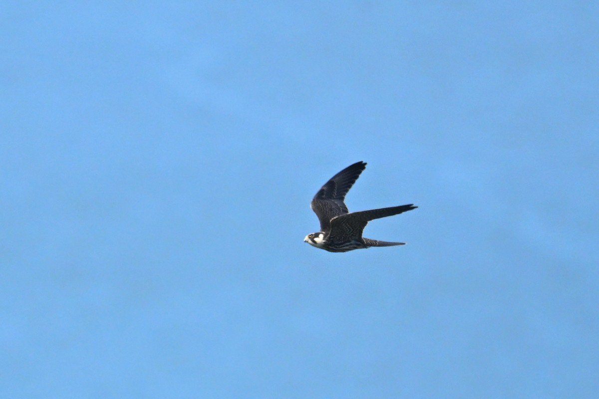 Alcotán Europeo - ML642956641