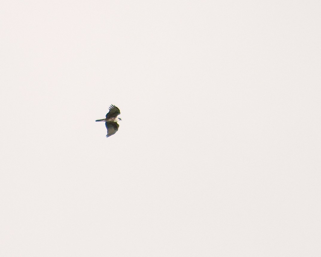 Águila Ventrirroja - ML642956644