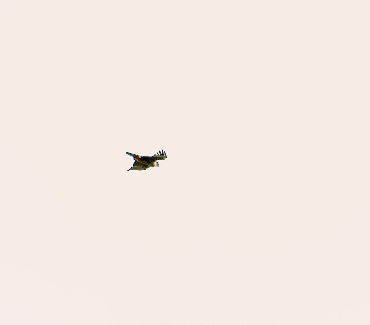 Águila Ventrirroja - ML642956646