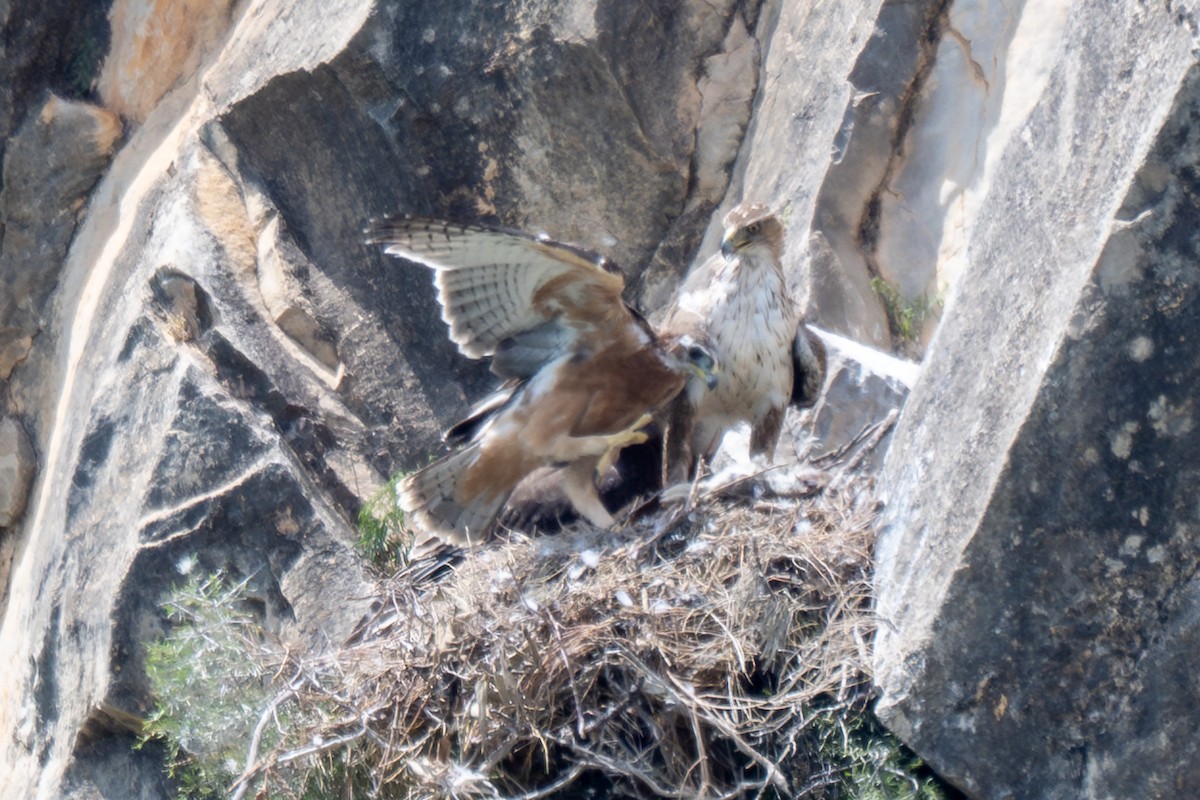 Aigle de Bonelli - ML642956648