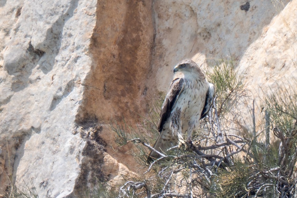 Aigle de Bonelli - ML642956649