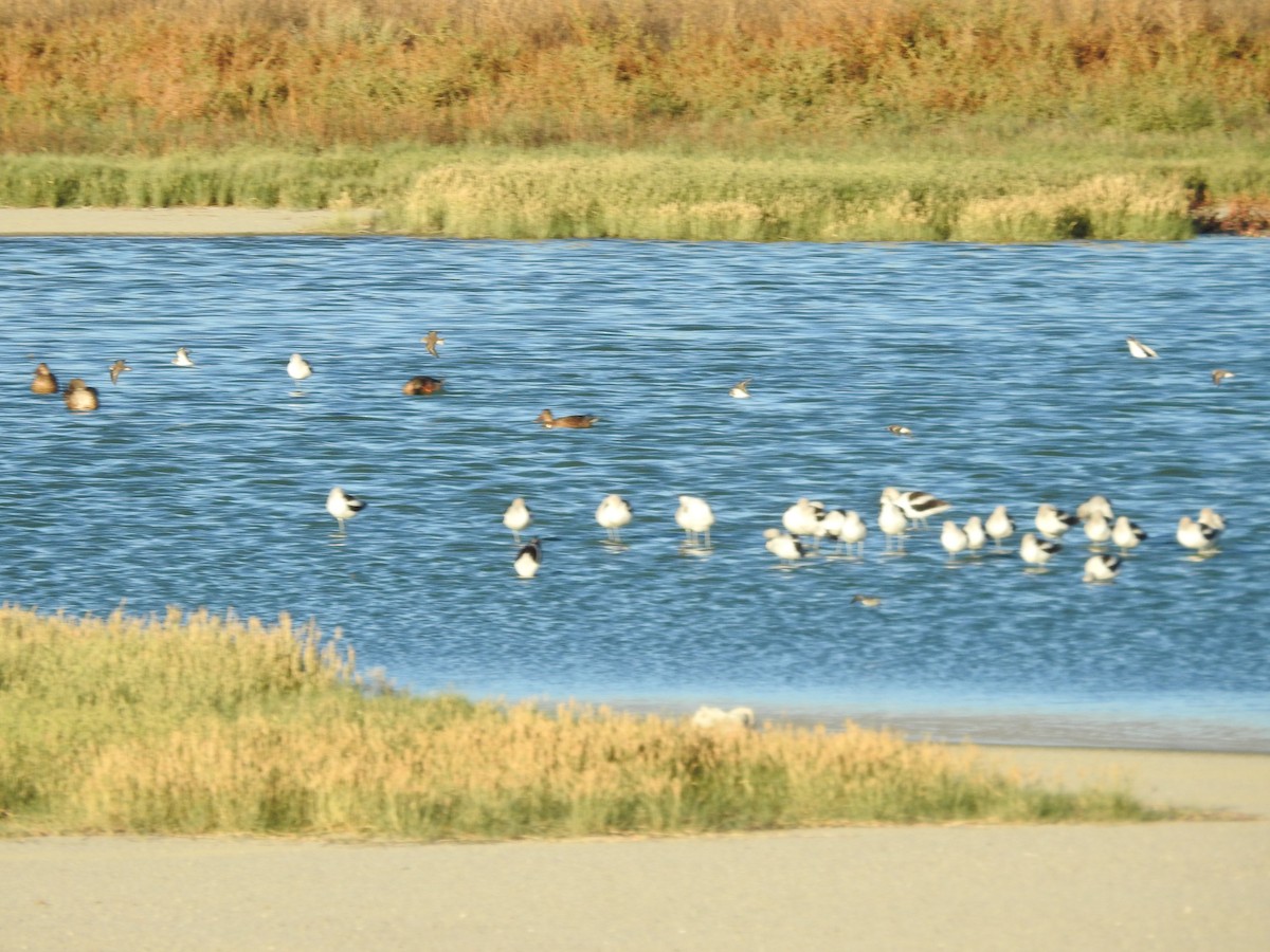 Avoceta Americana - ML642956651