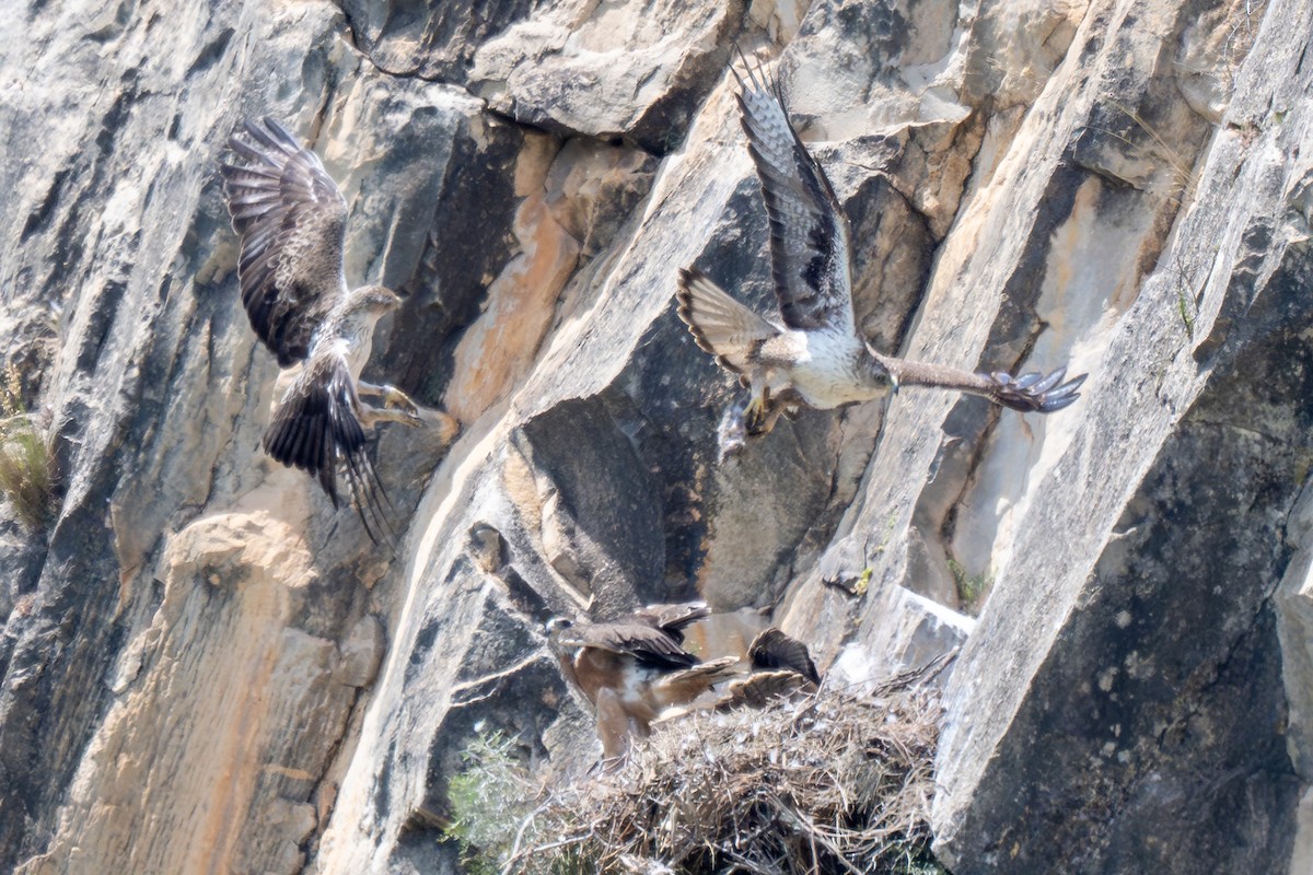 Aigle de Bonelli - ML642956652