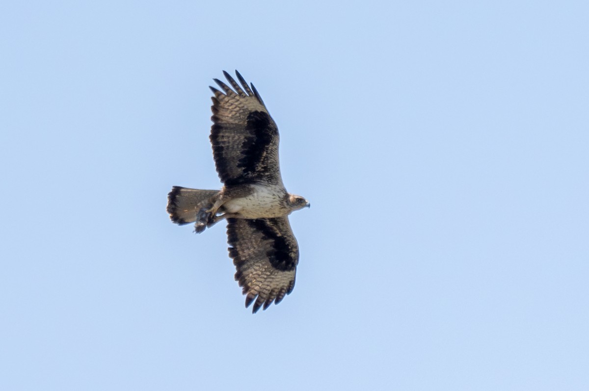 Aigle de Bonelli - ML642956654