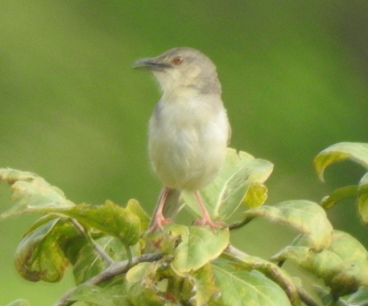 Prinia Selvática - ML642956678