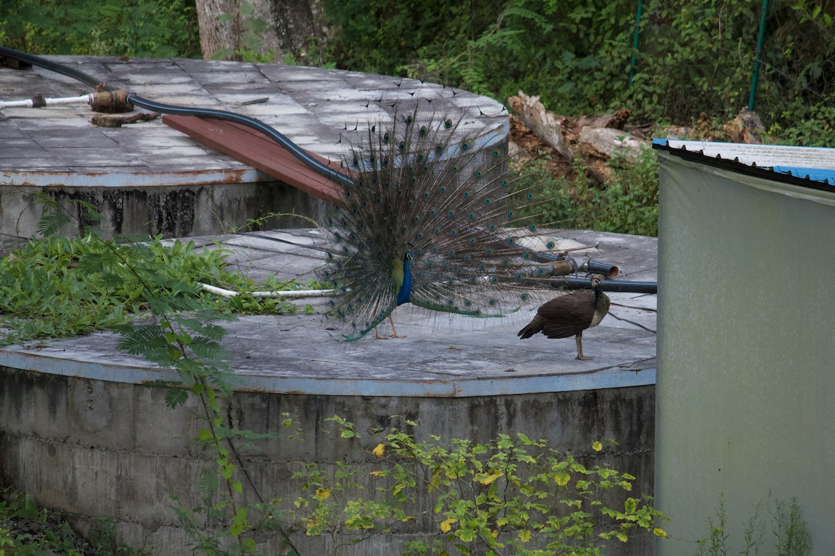 Pavo Real Común - ML642956690