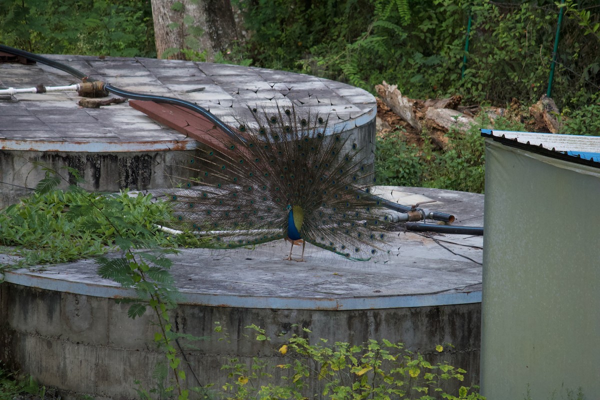 Pavo Real Común - ML642956691