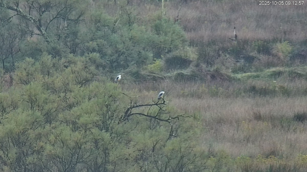 Black-winged Kite - ML642956714