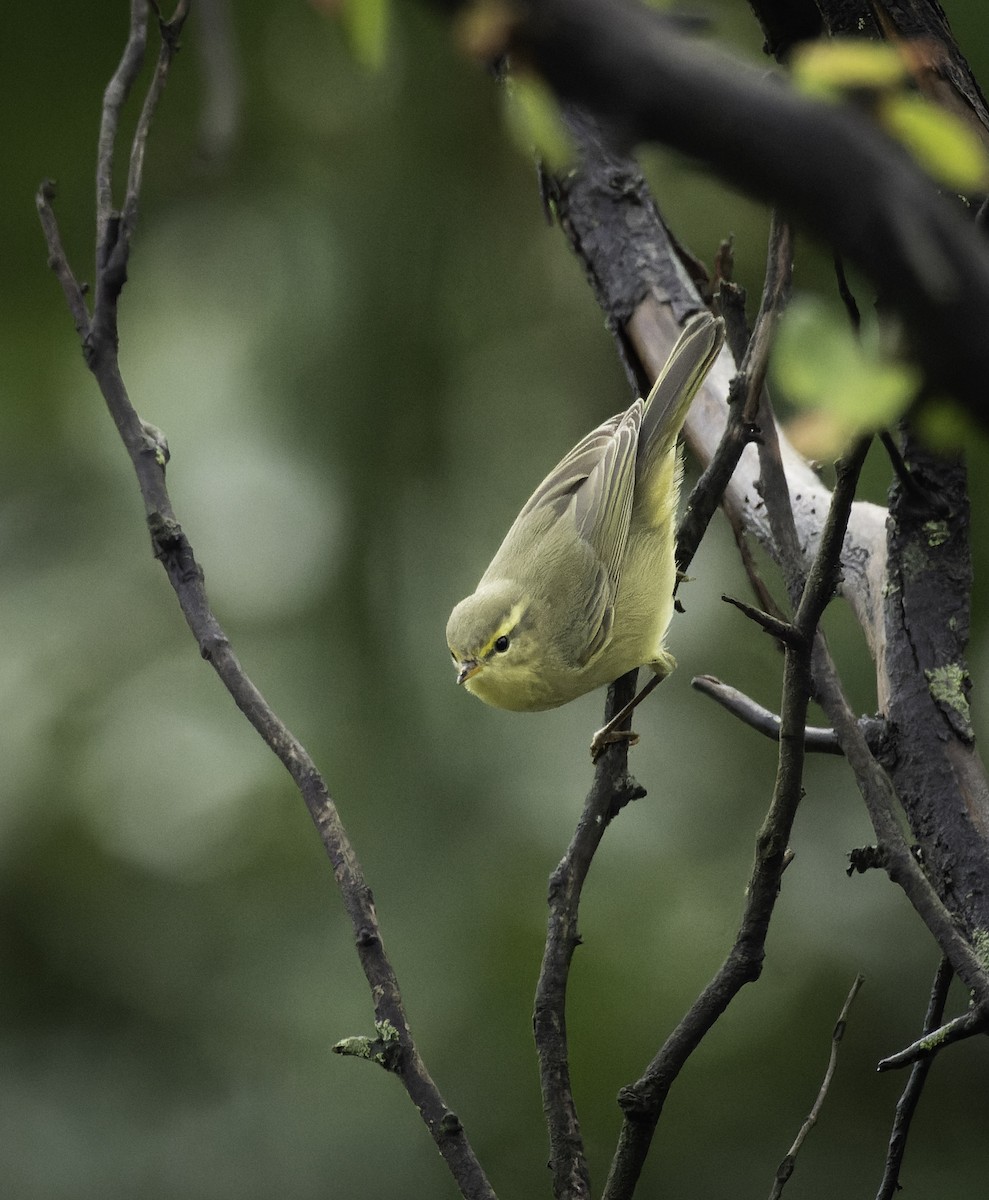 Mosquitero de Tickell/de Quinghai - ML642956717