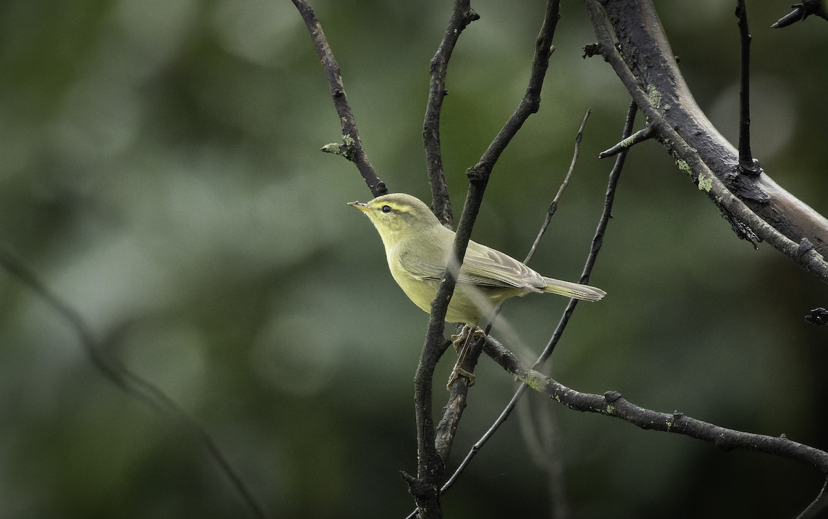 Mosquitero de Tickell/de Quinghai - ML642956718