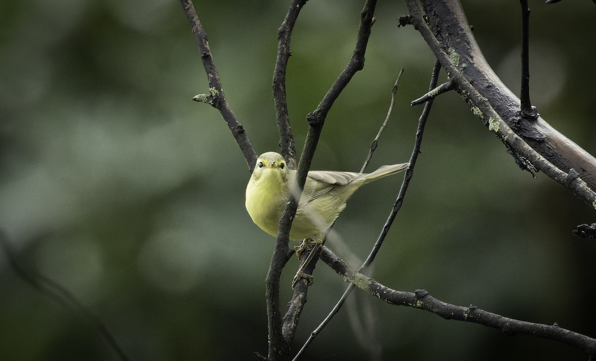 Mosquitero de Tickell/de Quinghai - ML642956719