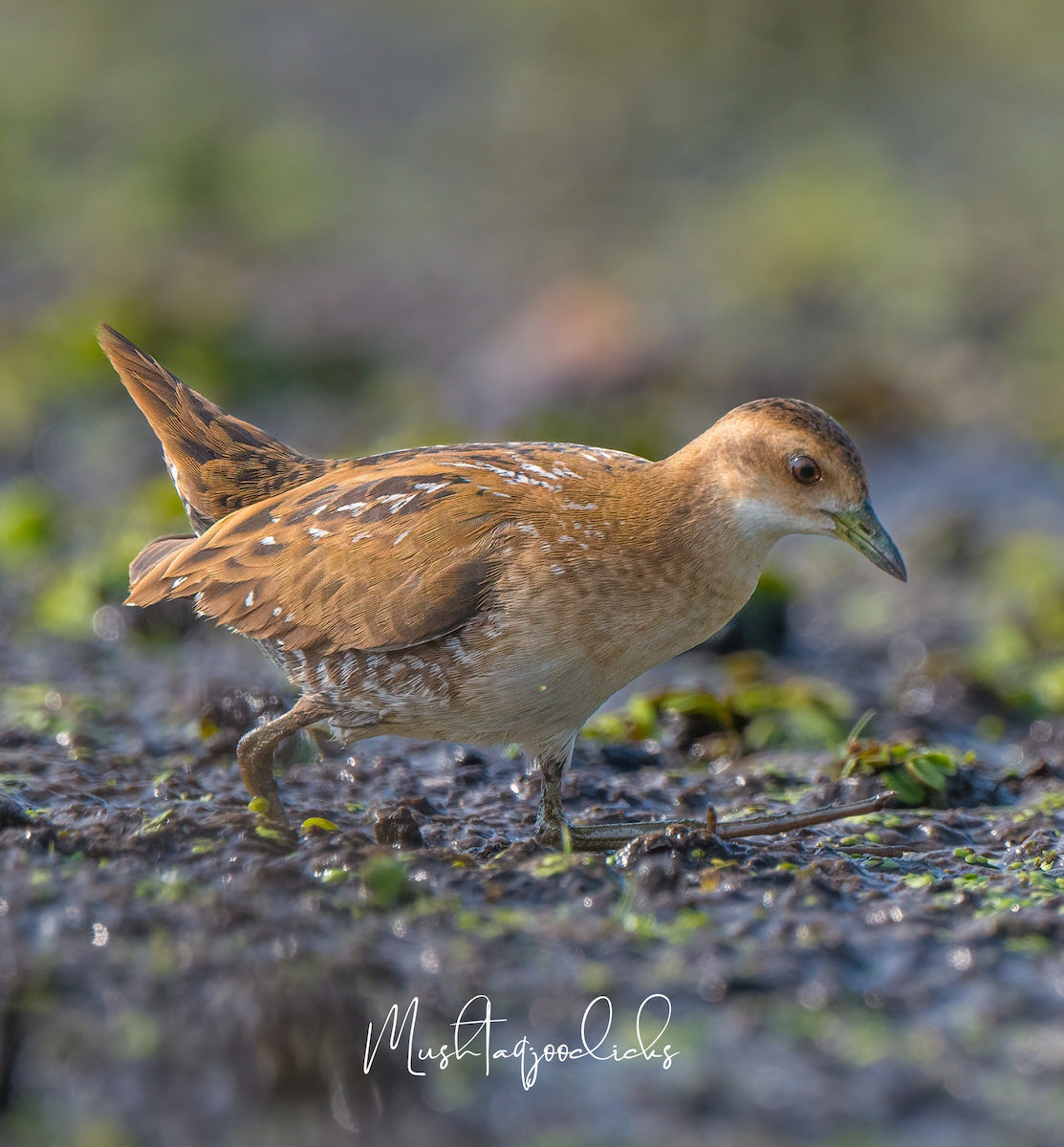 Polluela Chica - ML642956727