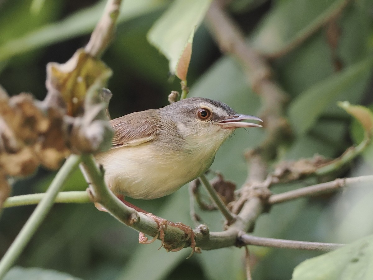 Prinia Rojiza - ML642956737
