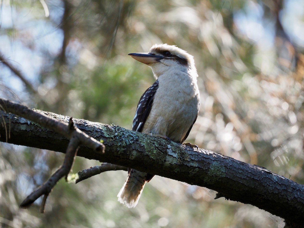 latterkokaburra - ML642956749