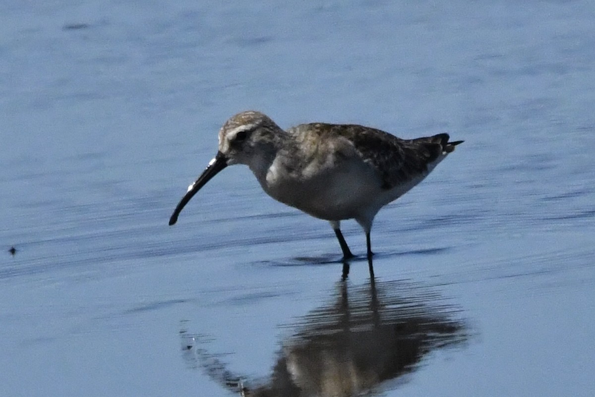 tundrasnipe - ML642956750