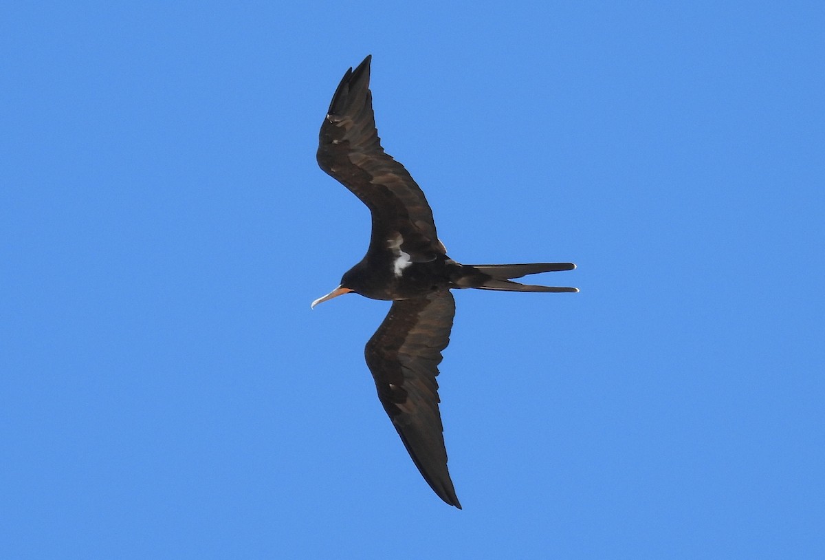 Fragata txikia - ML642956779