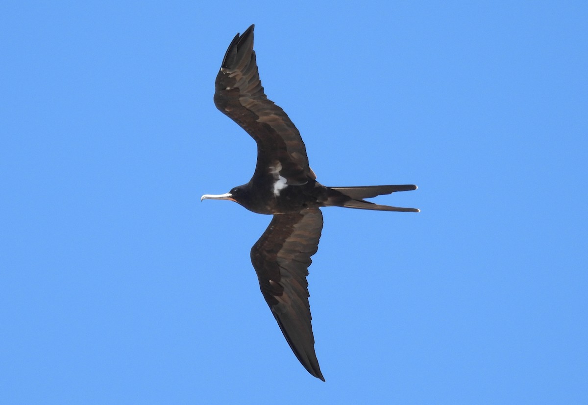Fragata txikia - ML642956780