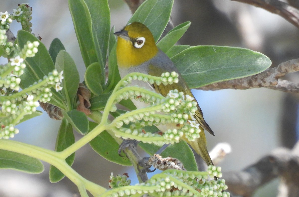 Silvereye - ML642956782