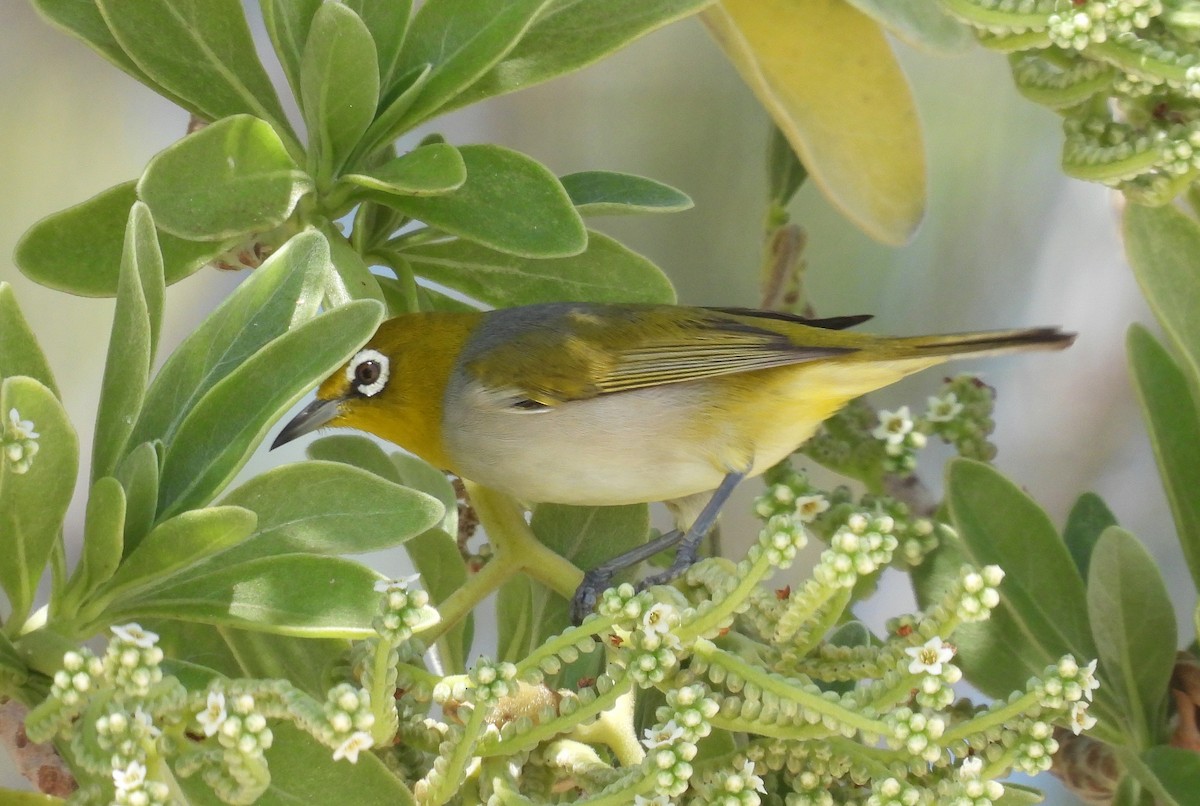 Silvereye - ML642956783