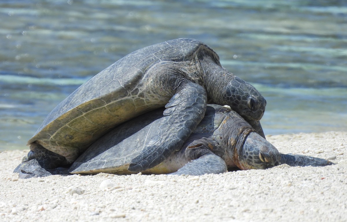 Green Sea Turtle - ML642956787