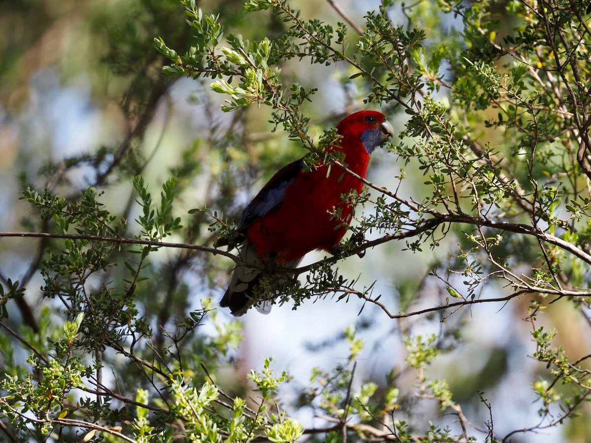 Rosella cremisi - ML642956789