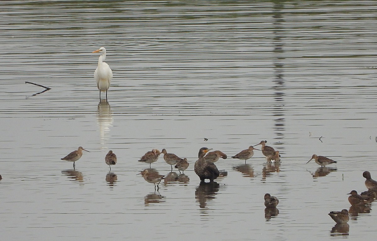 Black-tailed Godwit - ML642956820