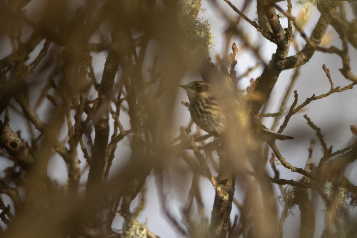 Пісняр-лісовик жовтогузий (підвид coronata) - ML642956822