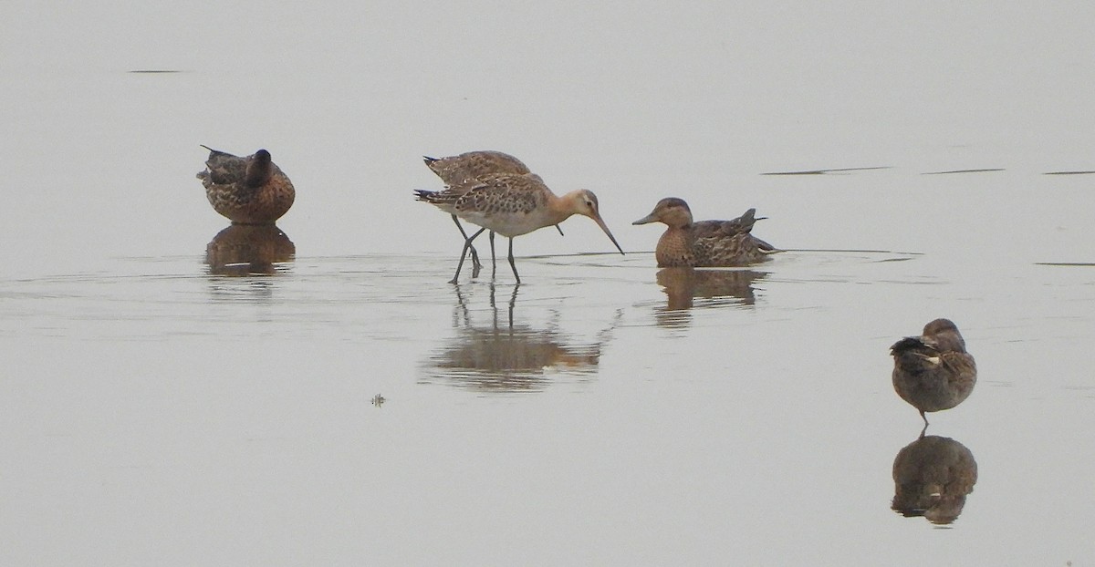 Black-tailed Godwit - ML642956829