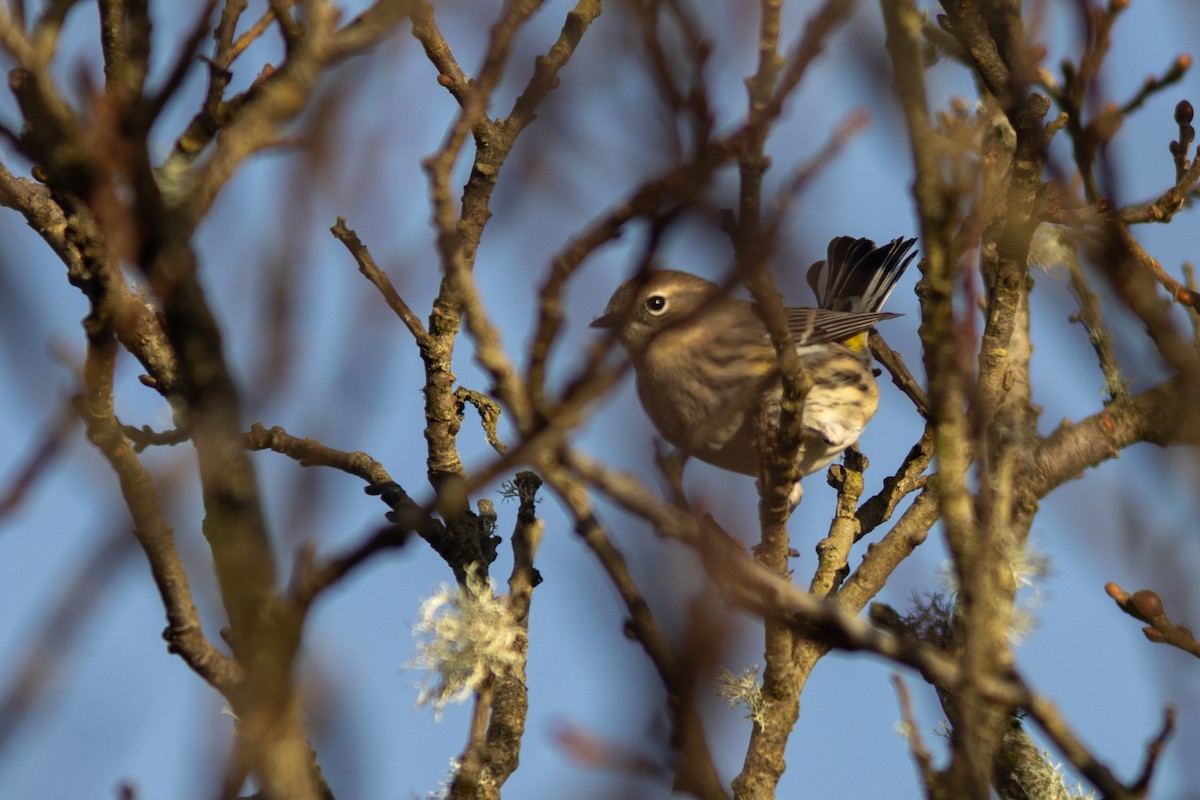 Пісняр-лісовик жовтогузий (підвид coronata) - ML642956838