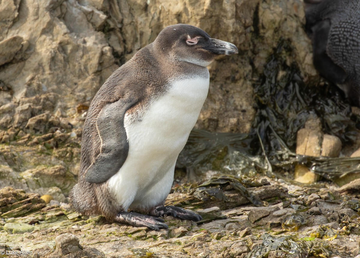 African Penguin - ML642956842
