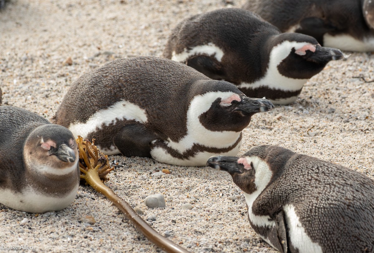African Penguin - ML642956859