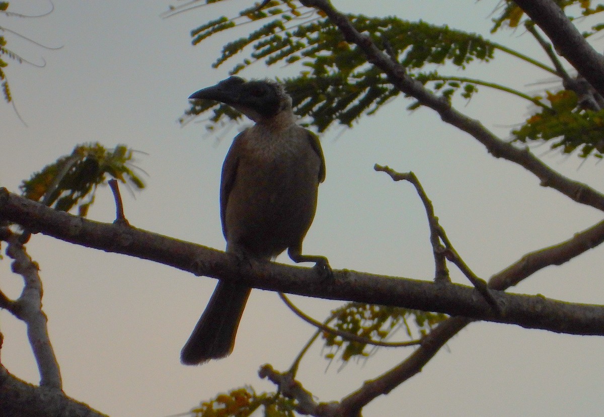 Helmeted Friarbird - ML642956861
