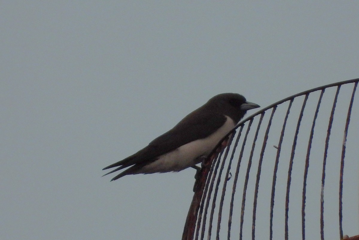 White-breasted Woodswallow - ML642956862